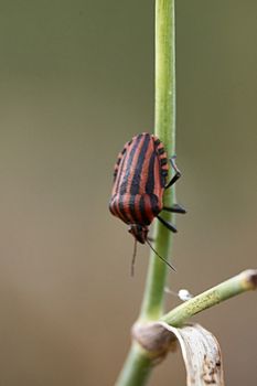 Striped bugs on a flower in sunny day, macro photography, details