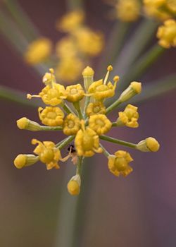 Parts of a yellow flower, pistil, antenna, petals, close-up, macro photography