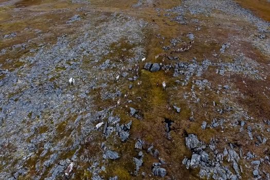 Reindeer run through the hills of the tundra. Natural reindeer herds.