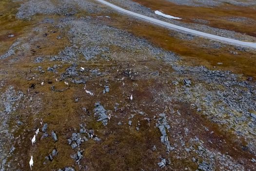 Reindeer run through the hills of the tundra. Natural reindeer herds.