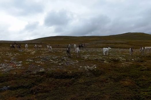 Reindeer run through the hills of the tundra. Natural reindeer herds.