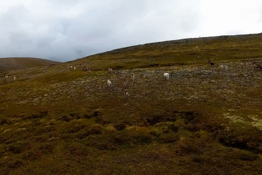 Reindeer run through the hills of the tundra. Natural reindeer herds.