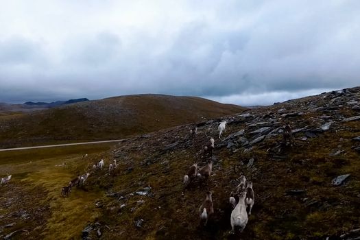 Reindeer run through the hills of the tundra. Natural reindeer herds.