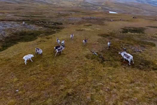 Reindeer run through the hills of the tundra. Natural reindeer herds.