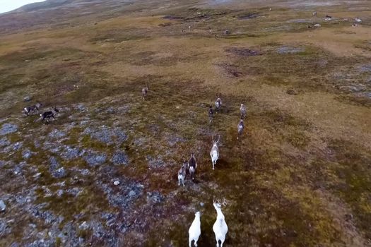 Reindeer run through the hills of the tundra. Natural reindeer herds.