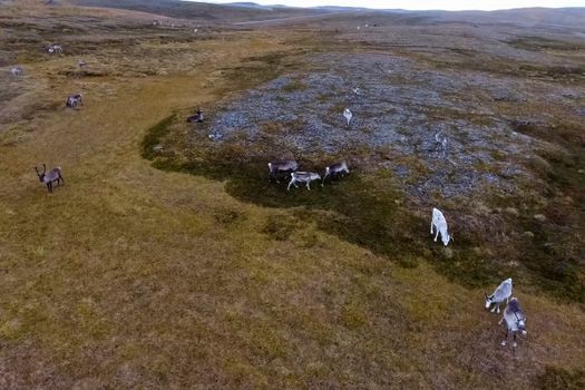 Reindeer run through the hills of the tundra. Natural reindeer herds.