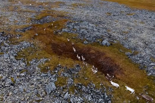 Reindeer run through the hills of the tundra. Natural reindeer herds.
