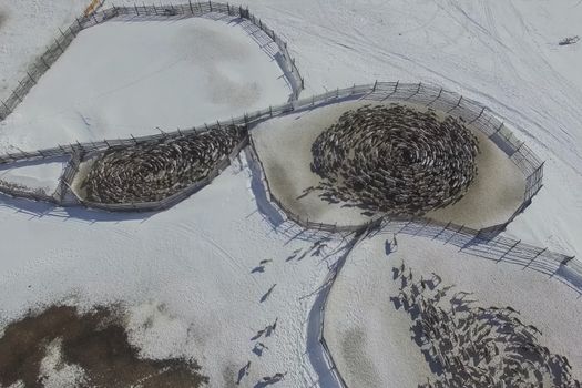 Reindeer walk in circles herd in the paddock. Reindeer farm.