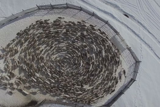 Reindeer walk in circles herd in the paddock. Reindeer farm.