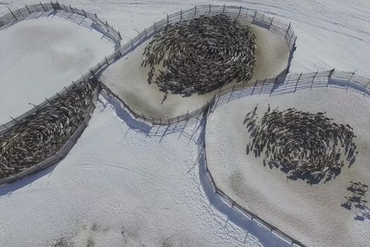 Reindeer walk in circles herd in the paddock. Reindeer farm.