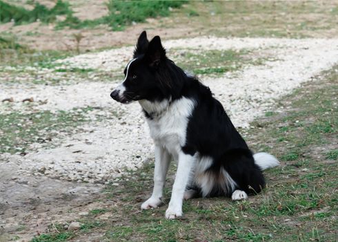 Black and white collie sitting on the grass