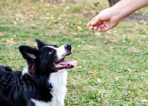 Man feeding Black and white collie on the grass