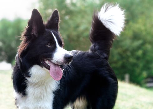 Black and white collie playing and jumping on the grass