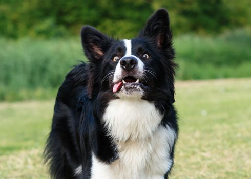 Black and white collie playing and jumping on the grass