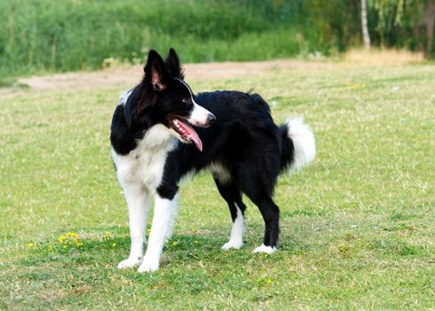 Black and white collie playing and jumping on the grass