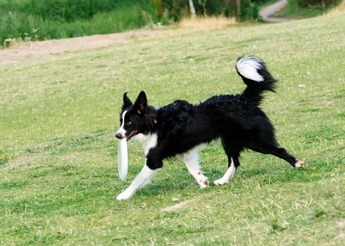 Black and white collie playing and jumping on the grass