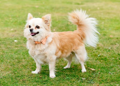 Brown chihuahua sitting on the grass