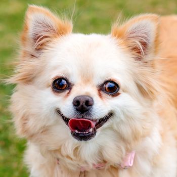 Close up of Brown chihuahua sitting on the grass