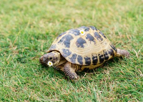 A tortoise with chamomile on the grass at day