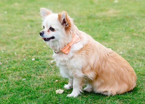 Brown chihuahua sitting on the grass