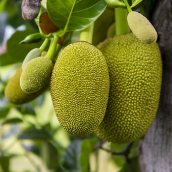 Ripe Jack fruit or Kanun hanging from a branch of a tree. Close up of jackfruit in the garden.