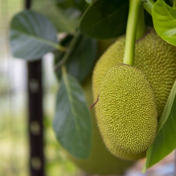 Ripe Jack fruit or Kanun hanging from a branch of a tree. Close up of jackfruit in the garden.