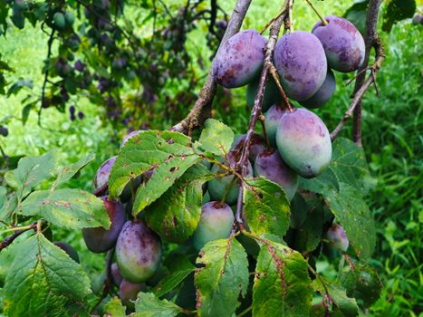 Unripe plums on the branch, the plums begin to blue. Orchard plum. Zavidovici, Bosnia and Herzegovina.