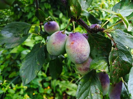 Unripe plums on the branch, the plums begin to blue. Orchard plum. Zavidovici, Bosnia and Herzegovina.