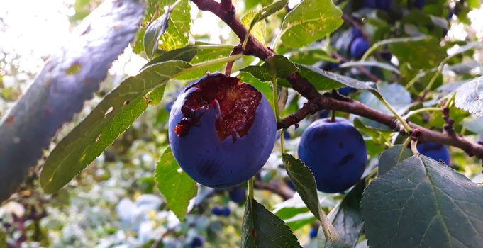 A ripe and scarred plum eaten by a bird. Plum on a tree branch. Zavidovici, Bosnia and Herzegovina.