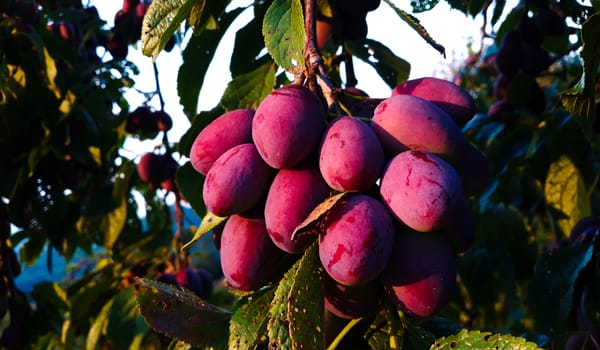 Ripe plums on a leaf branch, ready to harvest. Plums in the orchard. Zavidovici, Bosnia and Herzegovina.