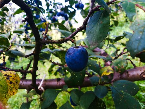 One ripe plum on a branch. Beautiful blue plum on the branch. Zavidovici, Bosnia and Herzegovina.