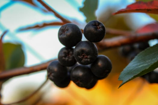 A group of chokeberries on a branch. Aronia berries. Zavidovici, Bosnia and Herzegovina.