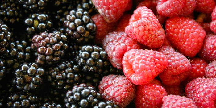 Banner of blackberries and raspberries. On the left side blackberries and on the right side raspberries. Zavidovici, Bosnia and Herzegovina.