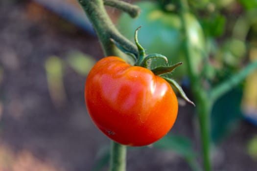 Small ripe red tomato on the plant. Zavodovici, Bosnia and Herzegovina.