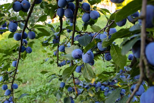 Lots of ripe plums on the branches in the plum orchard. Zavidovici, Bosnia and Herzegovina.