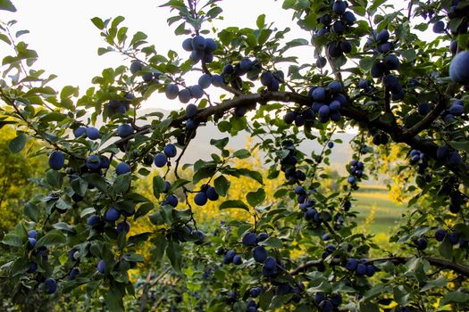 Large branch with lots of ripe plums. Ripe blue plums on a branch. Zavidovići, Bosnia and Herzegovina.