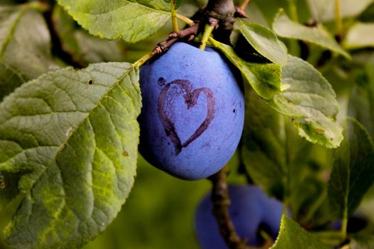 Among the leaves is a blue ripe plum on which a heart is drawn. Zavidovići, Bosnia and Herzegovina.