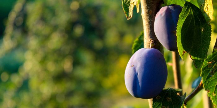 Banner. Blue ripe plums on a branch with leaves with a blurred background. Ideal background for copy text. Zavidovići, Bosnia and Herzegovina.