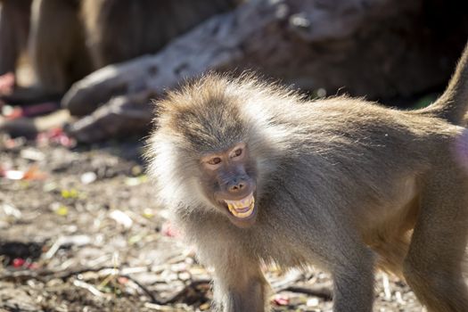 An adolescent Hamadryas Baboon relaxing in the sunshine