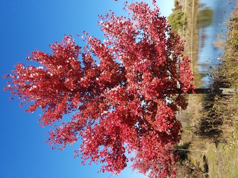 tall tree with red leaves or foliage and branches and water