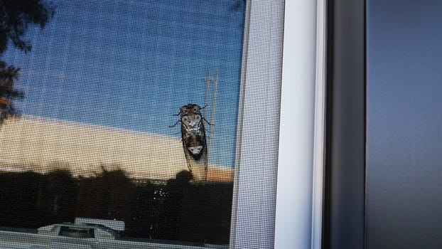 cicada insect or bug with wings on window screen