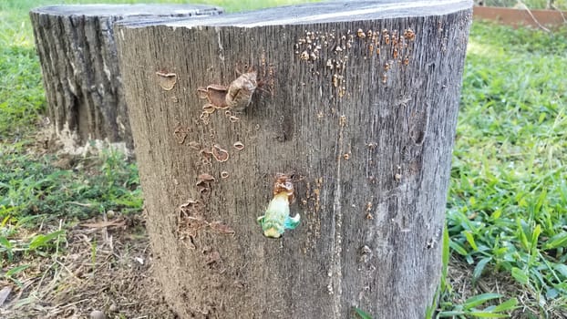 green cicada insect molting on tree stump emerging from skin