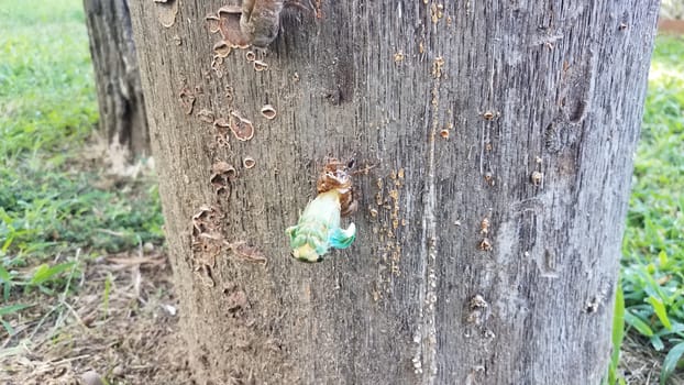 green cicada insect molting on tree stump emerging from skin