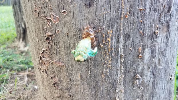 green cicada insect molting on tree stump emerging from skin