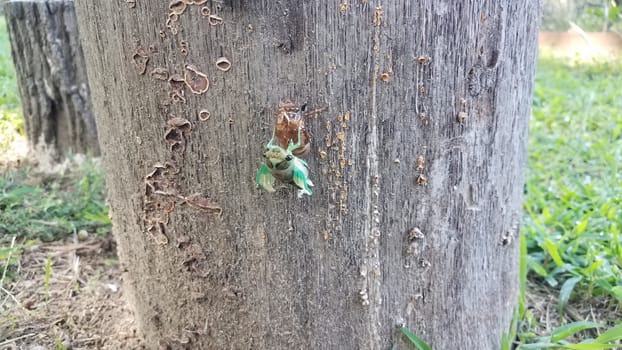 green cicada insect molting on tree stump emerging from skin