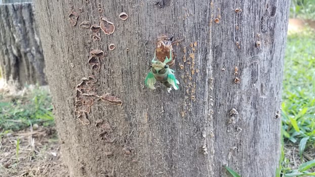 green cicada insect molting on tree stump emerging from skin