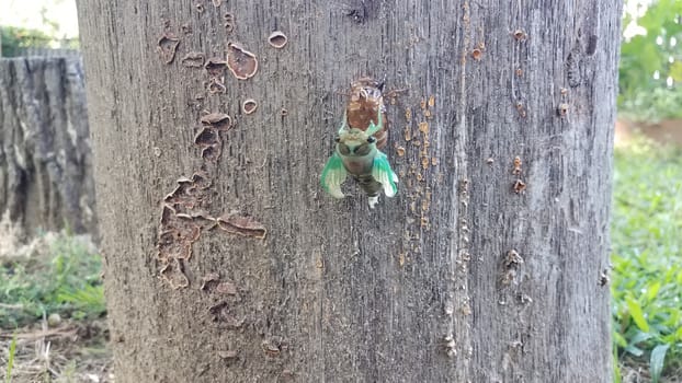 green cicada insect molting on tree stump emerging from skin