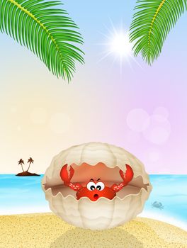 illustration of crab in the shell on the beach