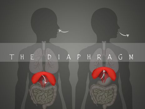 illustration of how the diaphragm works in breathing