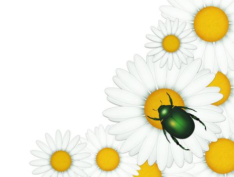 illustration of green cockchafer on daisies